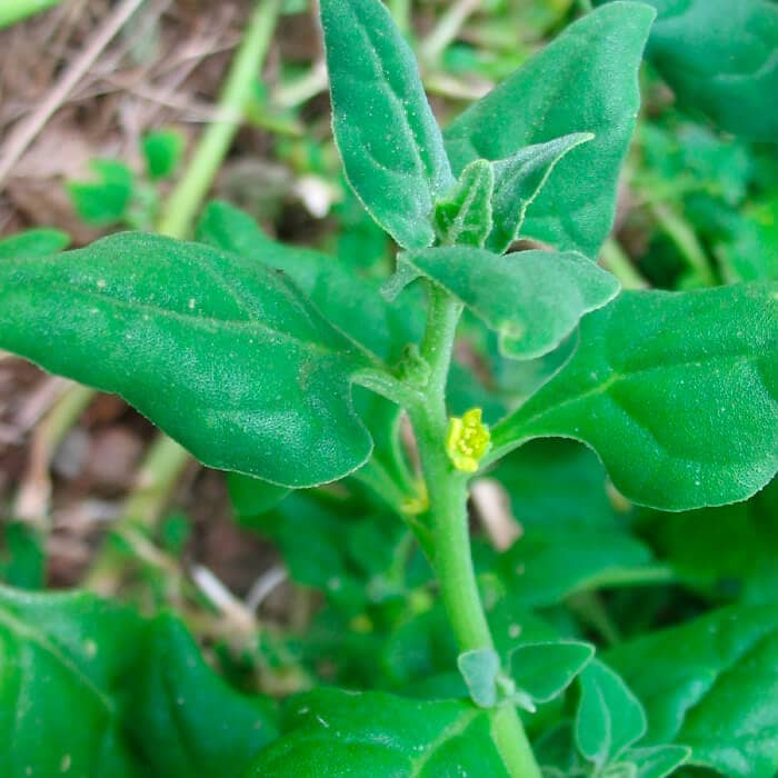 Насіння шпинату «Новозеландський»