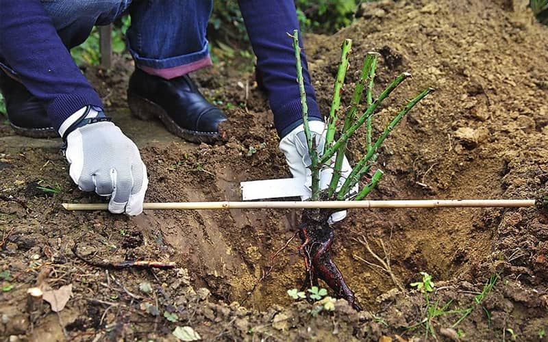 низькі бордюрні рози