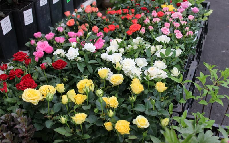 бордюрні троянди