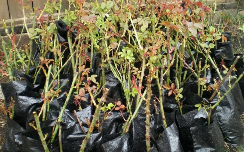 купити бордюрні троянди недорого