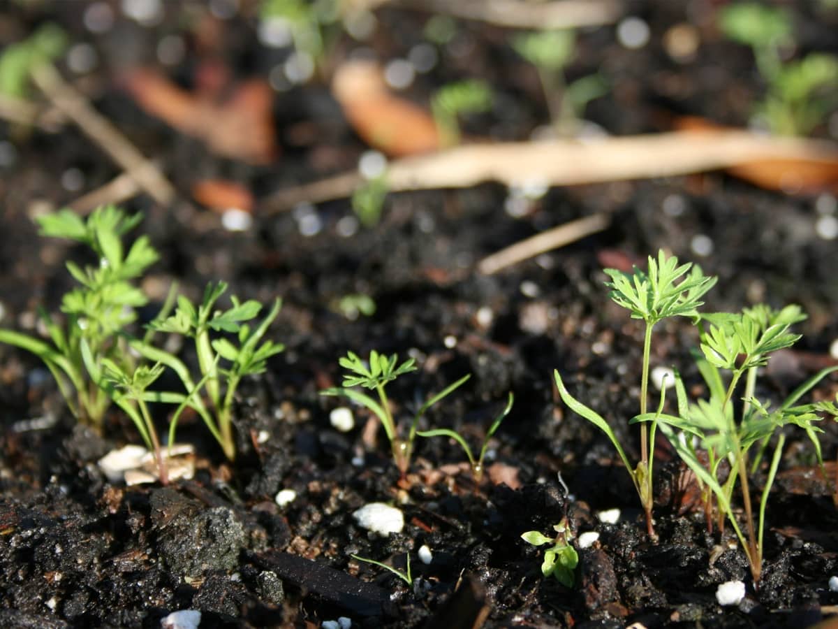 насіння моркви