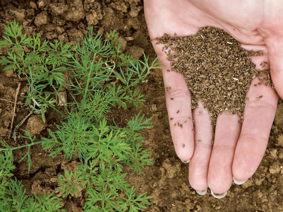 насіння моркви купити