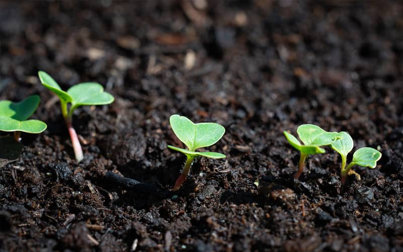 купити насіння редьки