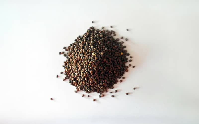 насіння редьки купити