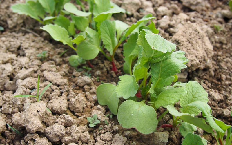 насіння редьки