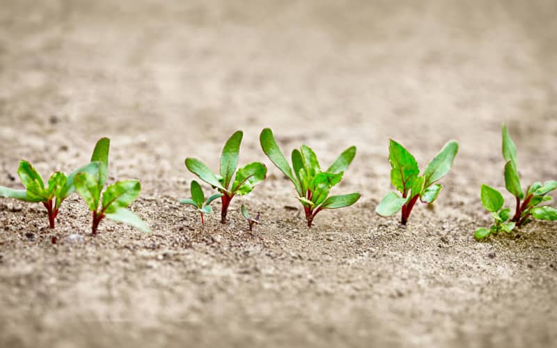 Насіння буряка купити