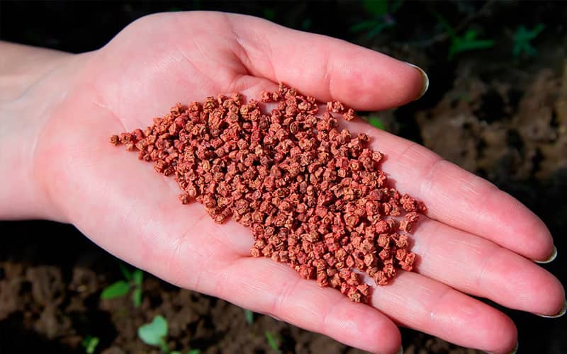 купити насіння буряка