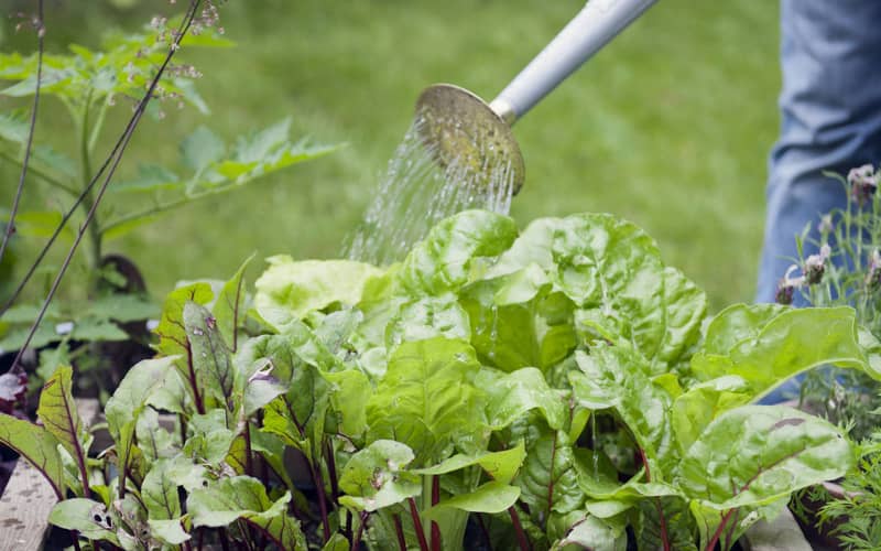 Насіння буряка