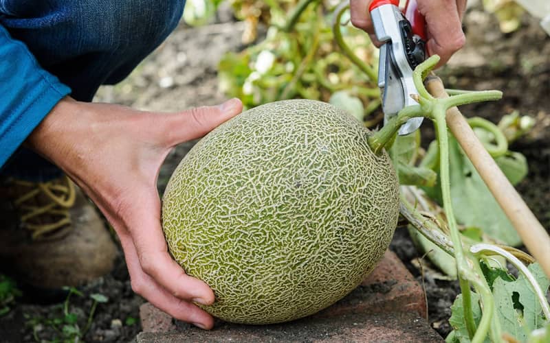 купити насіння дині