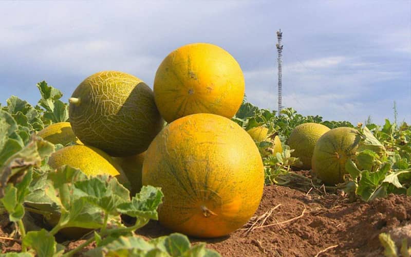 насіння дині ціна