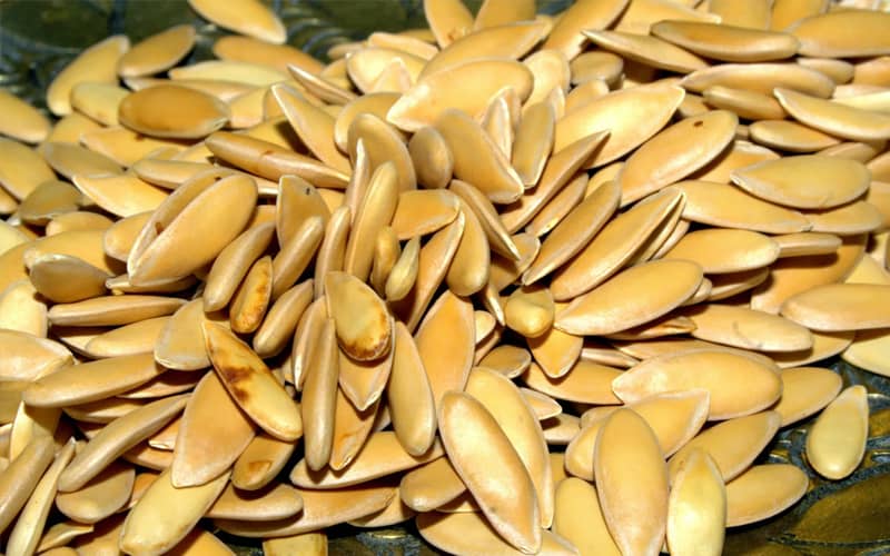 насіння дині