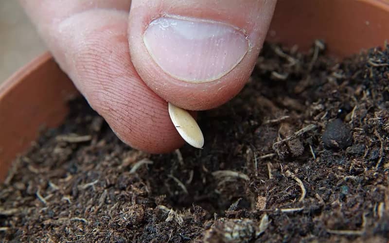 насіння дині купити