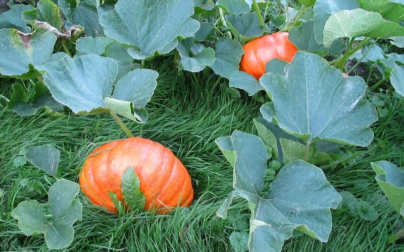 насіння гарбуза ціна