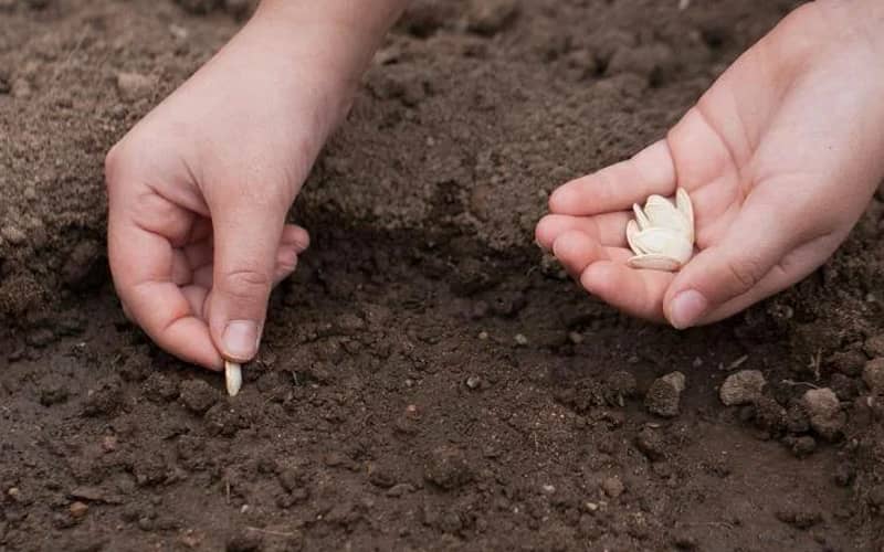 насіння гарбуза купити