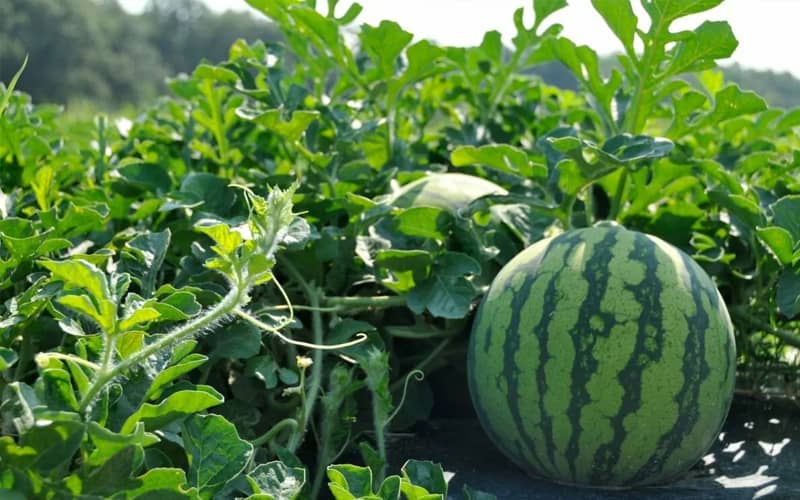 купити насіння кавунів