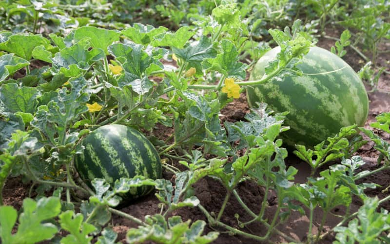 насіння кавуна купити