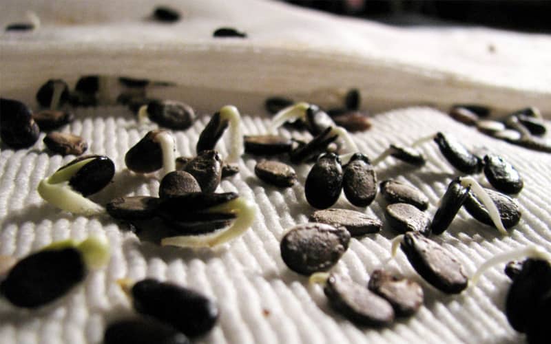 насіння кавунів