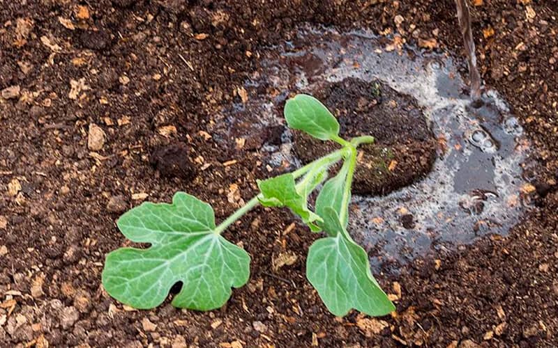 купити насіння кавуна