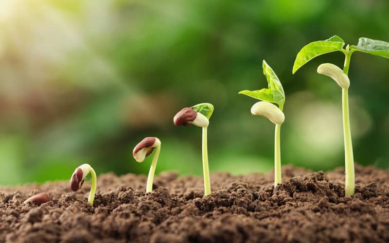 насіння квасолі