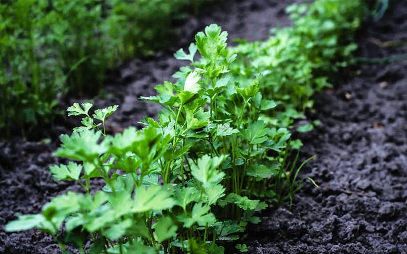 насіння петрушки