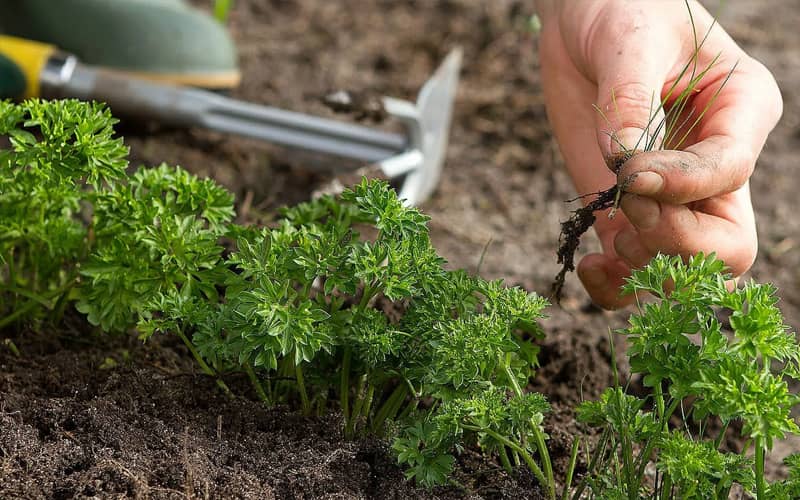 насіння петрушки купити