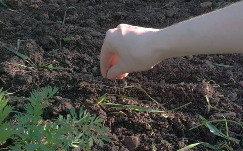 купити насіння петрушки