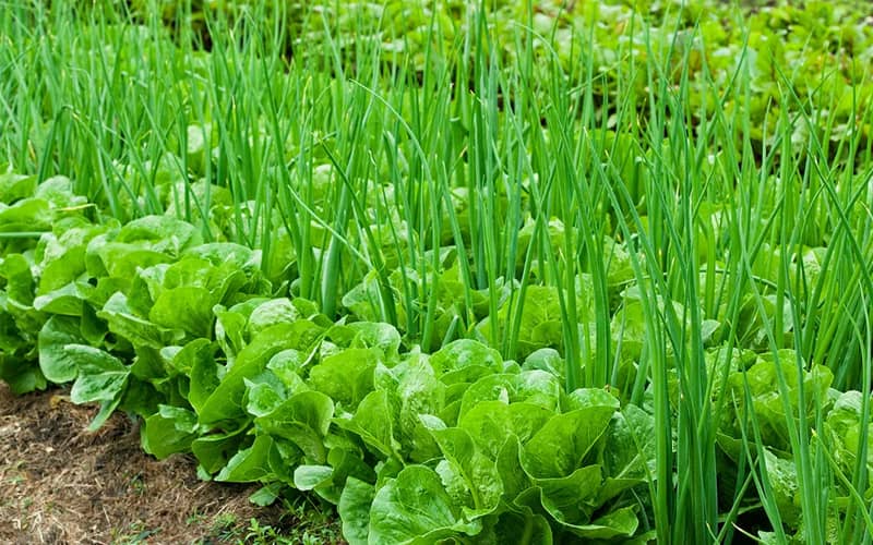 купити насіння зелені