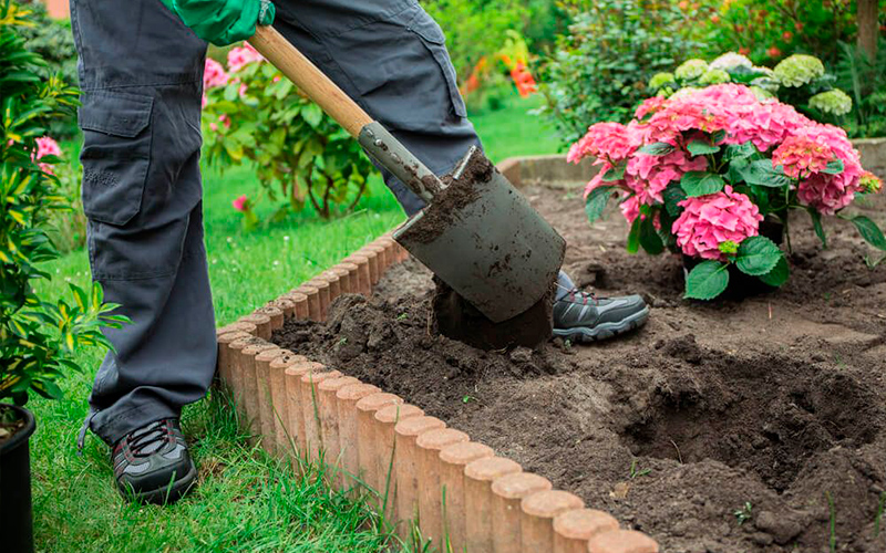 купити саджанці гортензії