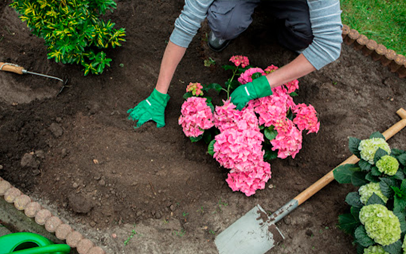 саджанці гортензії купити