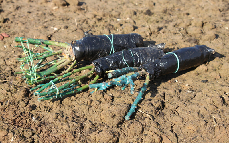 троянда остіна