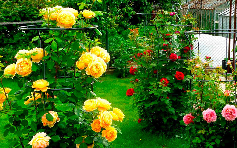 троянди девіда остіна