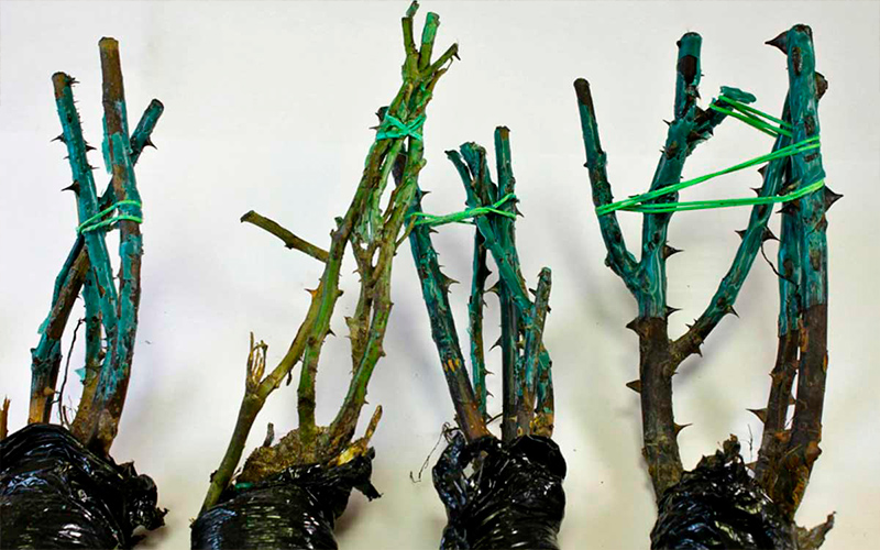 найкращі сорти чайно гібридних троянд