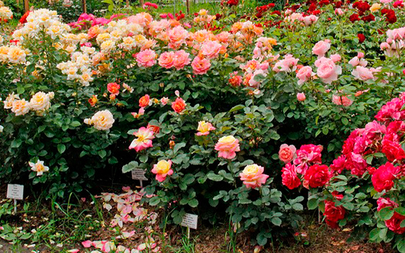 чайно гібридні троянди