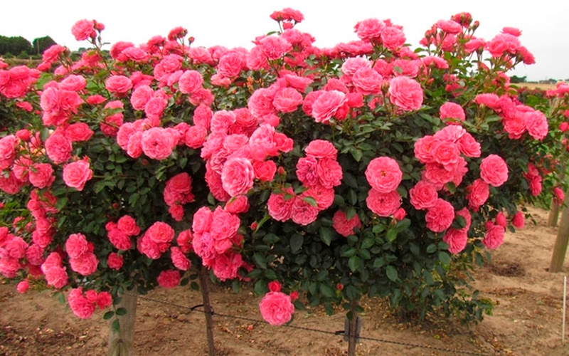 роза флорібунда