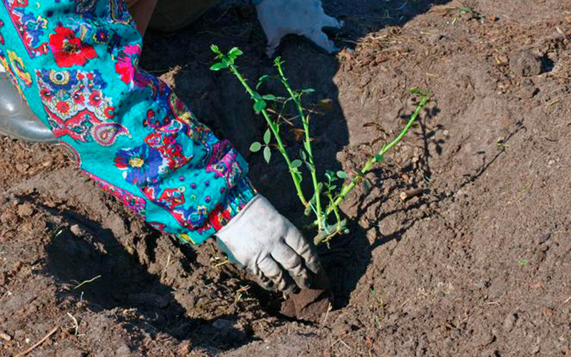 купити плетисту троянду