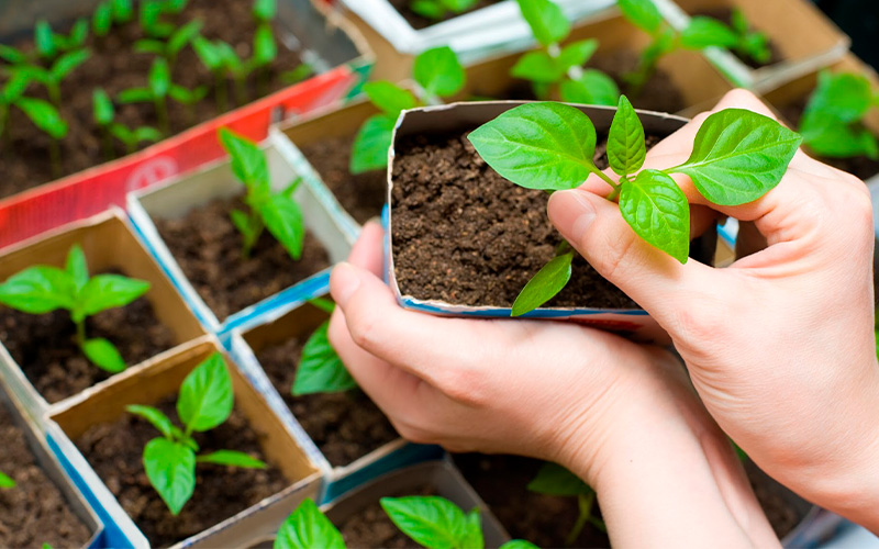 замовити насіння квітів