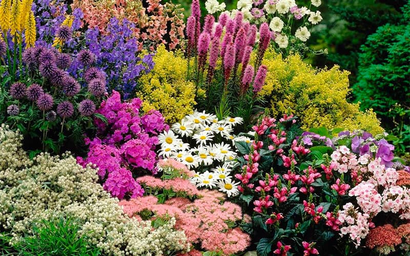 квіти насіння