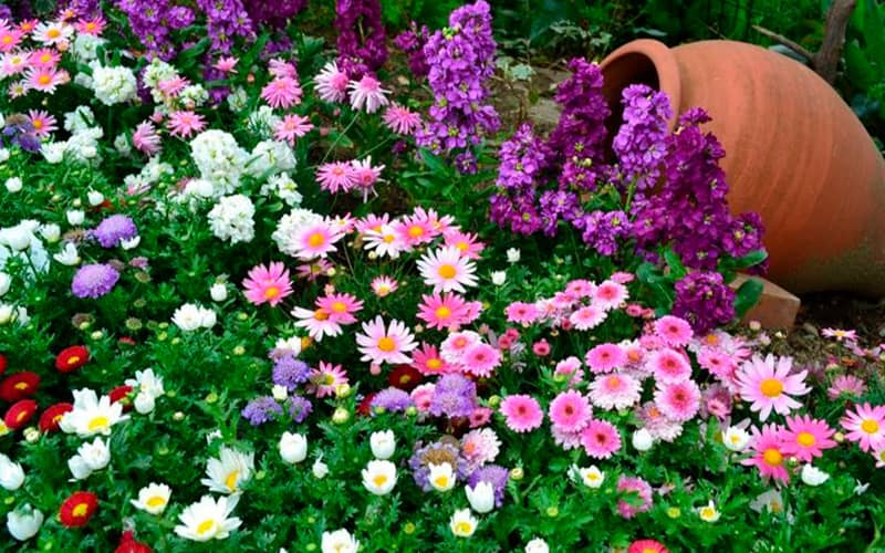 багаторічні квіти з насіння