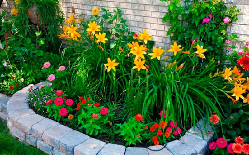 насіння багаторічних квітів купити