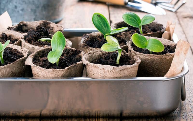 насіння багаторічних квітів поштою