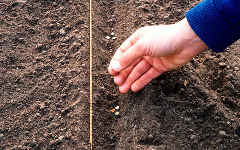 семена цветов многолетних