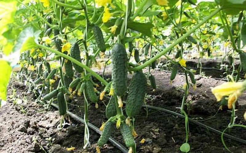 огурцы партенокарпические сорта