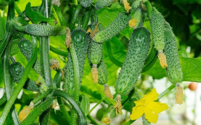 огурцы партенокарпические