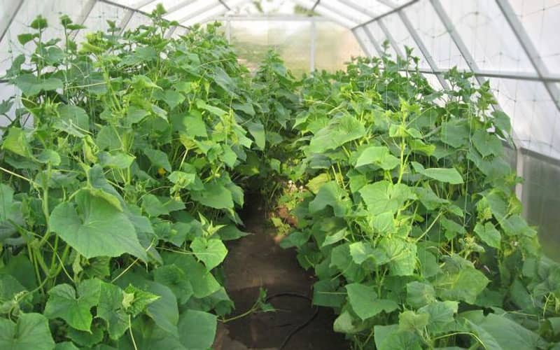 партенокарпические сорта огурцов