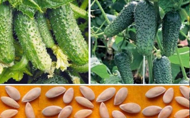 насіння огірків бджолозапильні