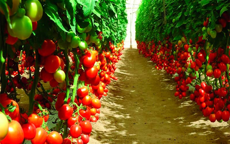 високорослі помідори