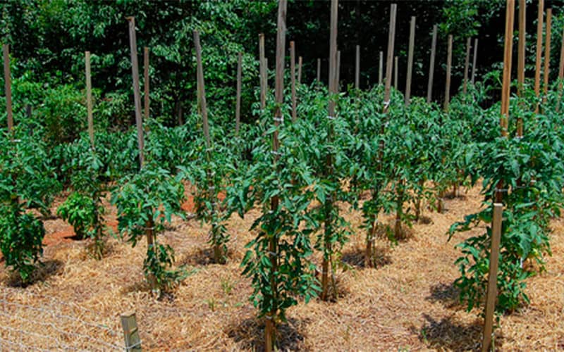 насіння високорослих помідорів