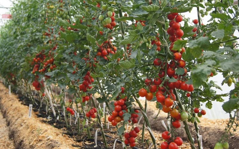 індетермінантні помідори