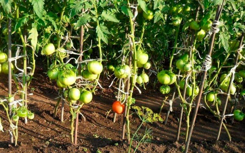 індетермінантні сорти помідорів