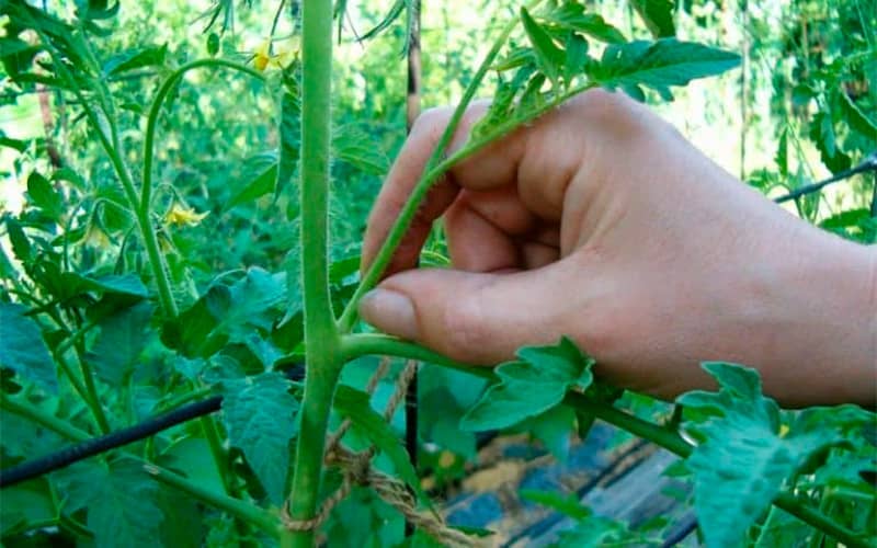 купити насіння високорослих помідорів